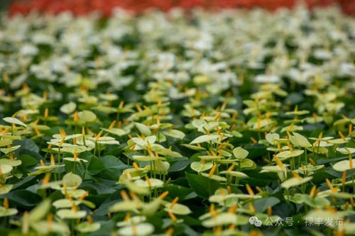 禄丰花卉产业协会换届启新程 云花标杆领跑全州，美丽经济绽放芬芳