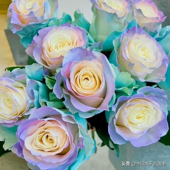 精品彩虹玫瑰花 姹紫嫣红的自然艺术