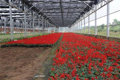 60万株精品花卉扮靓城区，自然美妆点亮城市容颜