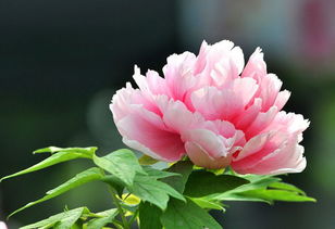 洛阳牡丹在河北唐山的家庭栽培探讨