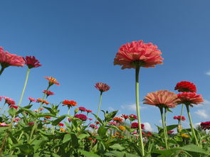 新手视角 花卉摄影与数码产品的碰撞