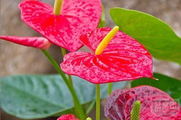 花卉市场中的“国王” 植物学名与数码产品的联想